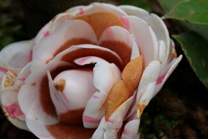 美麗的哀愁-化作春泥