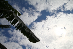 2011_01_08_菜園的天空