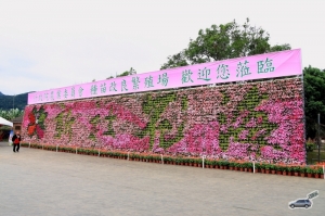 20091117新社花海..