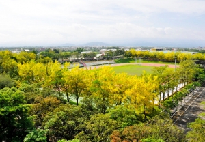 國立雲林科技大學操場之澄黃片片花落落之阿勃勒