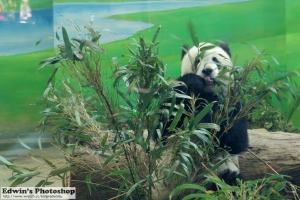 @@團團、圓圓晒駱駝...@@