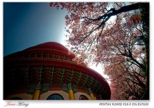 櫻放天元。20110313天元宮