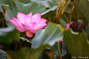 來拍一下荷花吧~