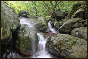 幽幽綠澗~大屯溪