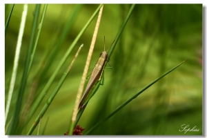 [450D]20100605 農改場-2