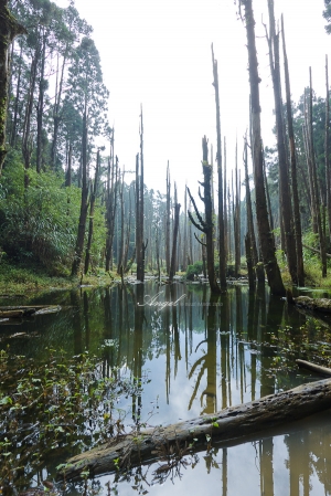 「Angel」 ＊Angel＊