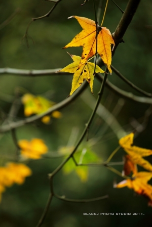 冬の楓 -台北奧萬大　（小小白IS & 135L)