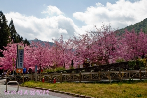 初訪武陵農場之紅粉佳人