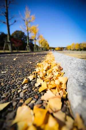 日本の秋in東京−②