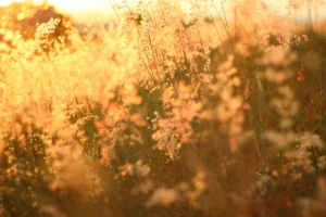 我家附近的河堤