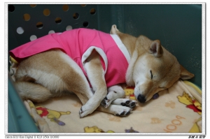 兩個寶貝柴犬的睡姿