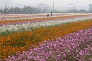 橋頭花田
