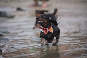 我家也有神犬-阿米GO