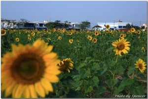 員林戰跑旁一片花海