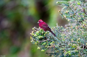 合歡拍鳥-酒紅朱雀