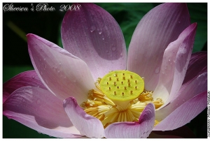 太陽出來好熱的蓮花