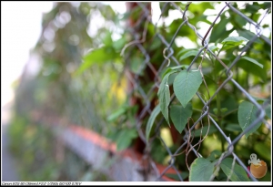內湖碧湖公園溜小孩