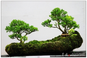賞悅-2012台灣花果盆栽展