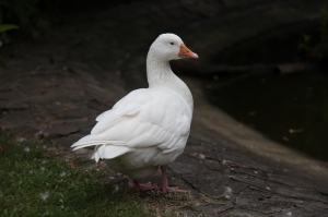 2012.09.30台北市立動物園