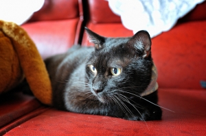 想養寵物的話,由認養代替購買