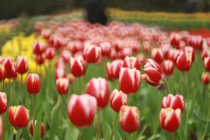 桃源仙谷-鬱金香