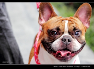 新手第一PO 多多指教 牠叫MASO