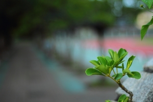 校園散景