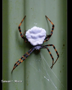[α700] 大家有看過這種蜘蛛嗎？