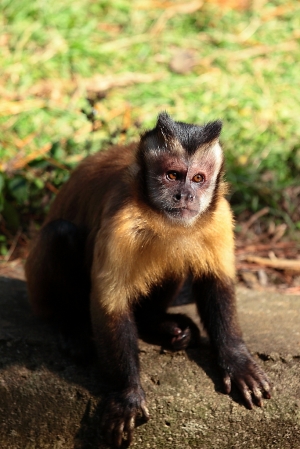 六福村之旅_認識動物篇