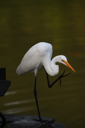 第一次發帖!!白鷺鷥(多多指教!)