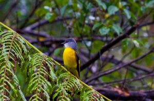 灰喉山椒(紅山椒鳥)