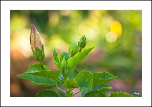 [GF2] ::: Flowers & Bokeh 花の散景 by DV :::