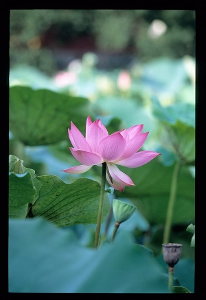 2012-06-25植物園荷花底片FUJIFILM RDP3