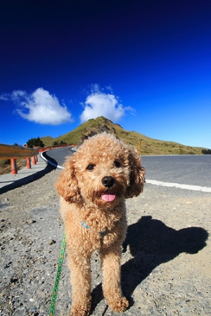 勇狗！茶茶勇闖合歡山（下）