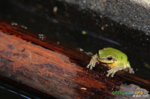 中國樹蟾 初體驗~[D.I.Y 環型LED輔助燈、閃燈外接電源]