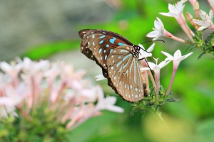 TEST butterfly