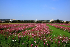 竹北麻園花海~