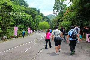 2011 桃園崑崙藥用植物園 - 我與油桐花的相遇[圖多70P]