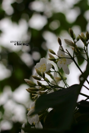 內灣-油桐花