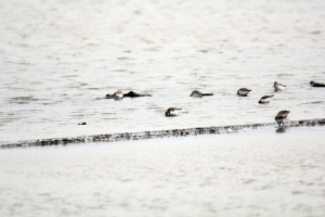 550D的遺作-搶食大作戰