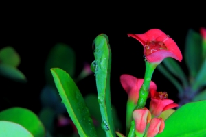 微距 . 大麒麟花