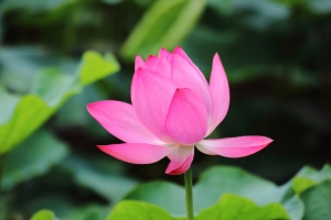 植物園荷花首拍