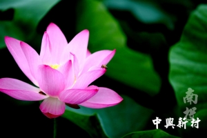 夏荷
