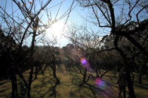 2015 清華大學 梅園