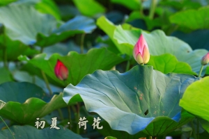 初夏．荷