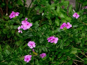 路邊小花 (試貼)