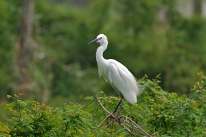 456打鳥記 - 繁殖羽小白鷺
