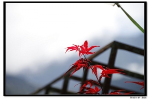 晴天的武陵農場 雨天的福壽山農場