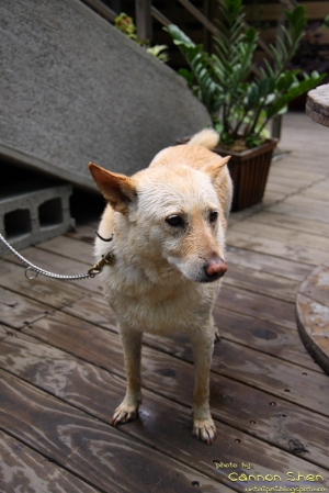 小白 - 米克司犬