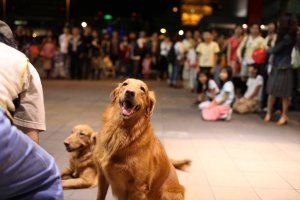 漂亮的黃金獵犬唷